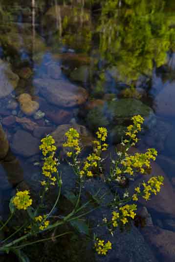 Yellow rocket (Winter cress) growing along Workman Creek in the Sierra Ancha, Arizona