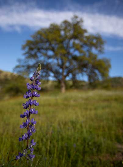 Lupine and oak in the western foothills of the Sierra Nevada (below Sequoia National Park).