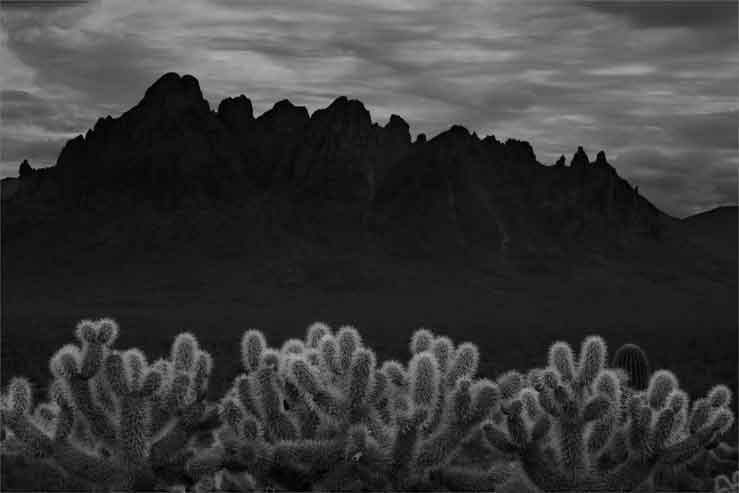 Cholla in the Samaniego Hills at Ironwood Forest National Monument, Arizona, with Ragged Top in the Silverbell Mts. in the background.