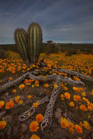 A young saguaro and cholla skeleton surrounded by Mexican Goldpoppies at Ironwood Forest National Monument, Arizona.