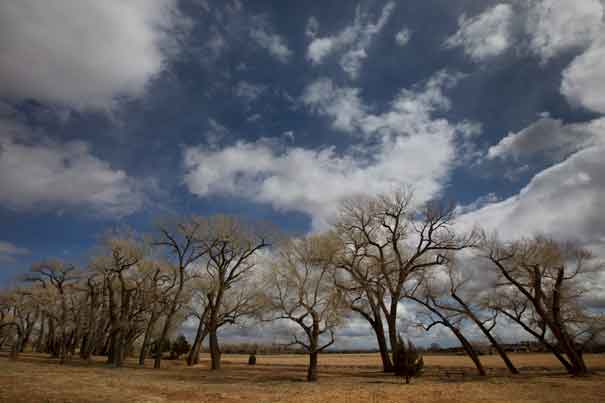 Trees under a sky with scattered clouds in winter near the Town of Snowflake, Arizona