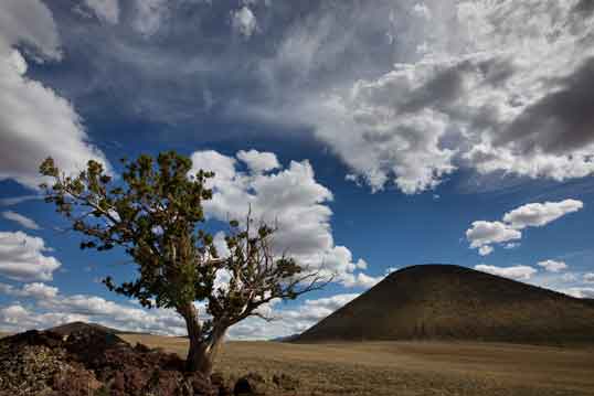 A juniper tree near SP Crater, a cinder cone (dormant volcano) in northern Arizona