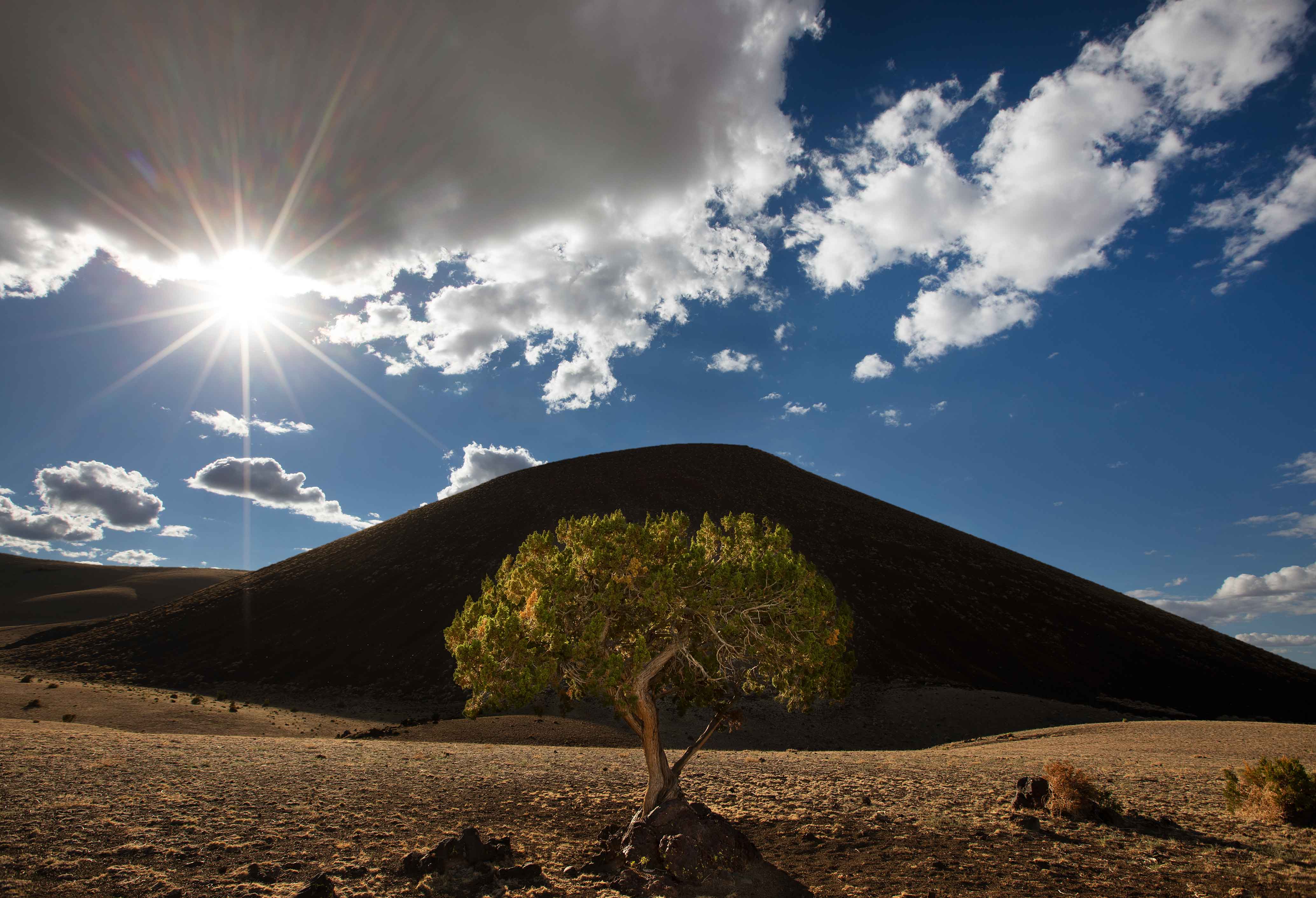 A juniper tree is shrouded by SP Crater, a cinder cone (dormant volcano) in northern Arizona