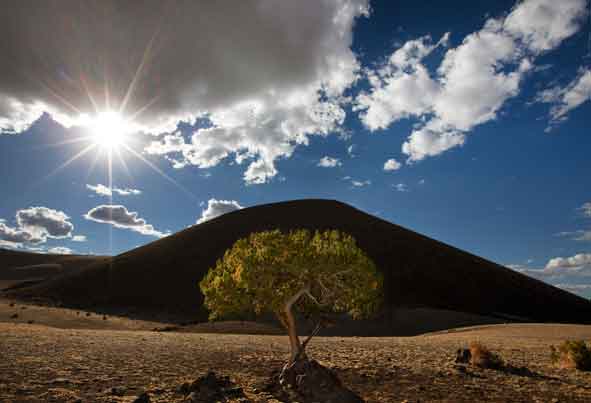A juniper tree shrouded by S.P. Crater, a cinder cone (dormand volcano) north of Flagstaff, Arizona