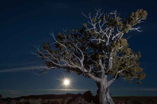Full moon rising behind a juniper tree about 25 miles north of Flagstaff, Arizona
