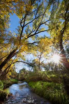 Autumn at Spring Creek, a tributary of Oak Creek in the Verde Valley of central Arizona