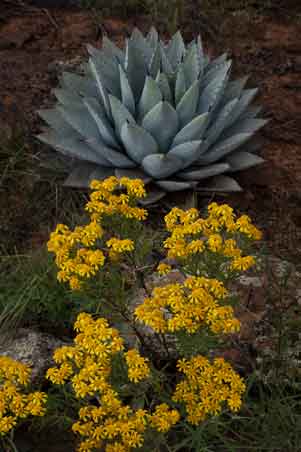 Wildflowers and agave on the Coconino National Forest, Arizona
