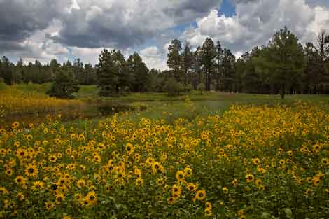 Wild sunflowers in northern Arizona