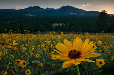 Wild sunflowers in northern Arizona with the San Francisco Peaks in the distance