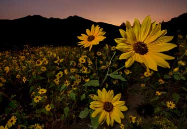 Wild sunflowers in northern Arizona with the San Francisco Peaks in the distance