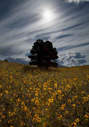 Wild sunflowers in northern Arizona