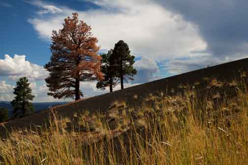 Pine trees and grass near the top of Sunset Crater, northern Arizona