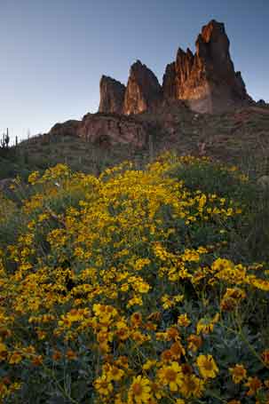 Blooming Brittlebush beneath the Three Sisters rock formation in the Superstition Mts., Arizona.