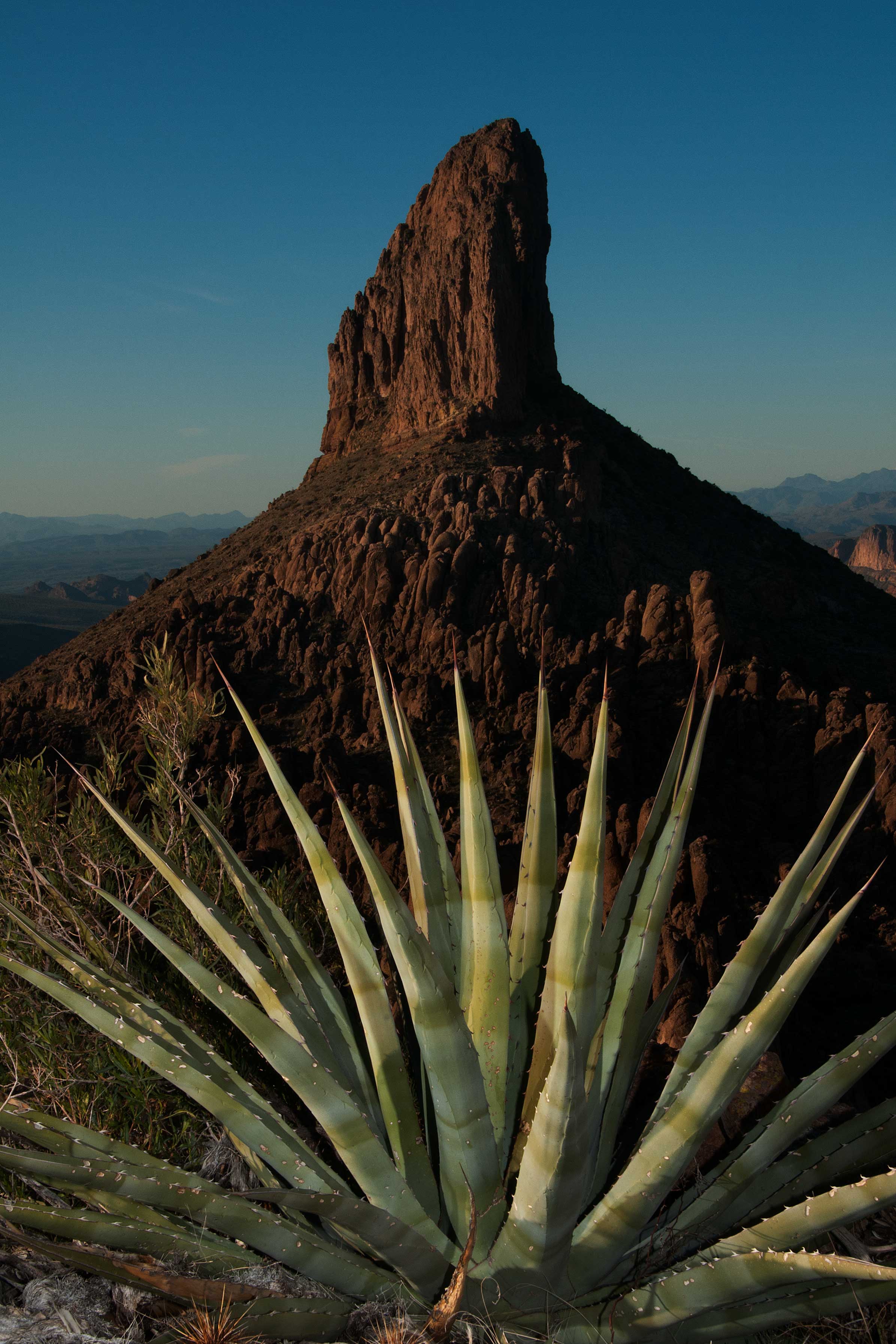 Agave "cactus" beneath Weaver's Needle in the Superstition Mts., Arizona