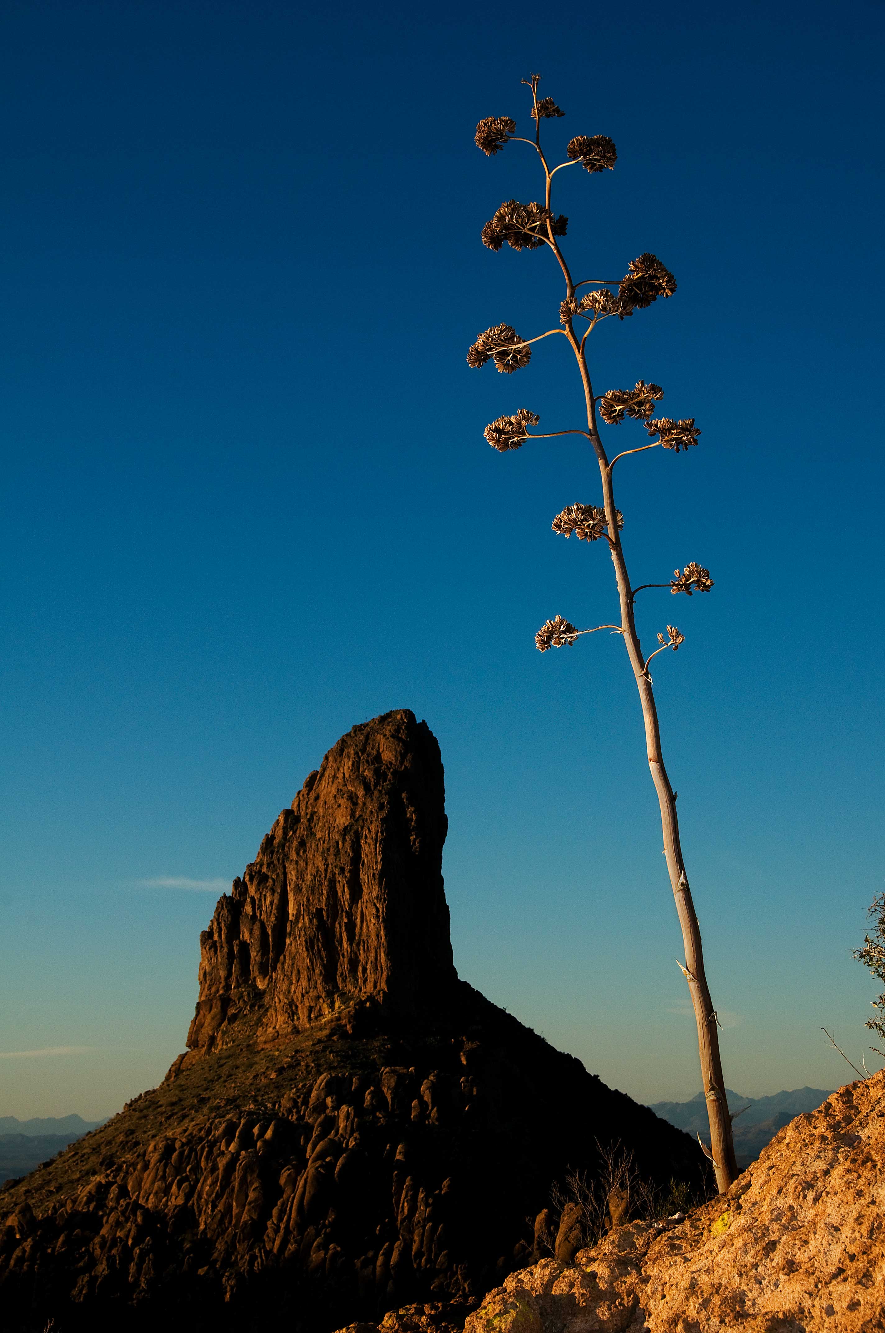 Weaver's Needle with century plant in the Superstition Mts., Arizona