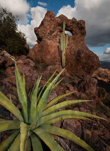 An agave, saguaro and small granite rock window in the Superstition Mts., Arizona
