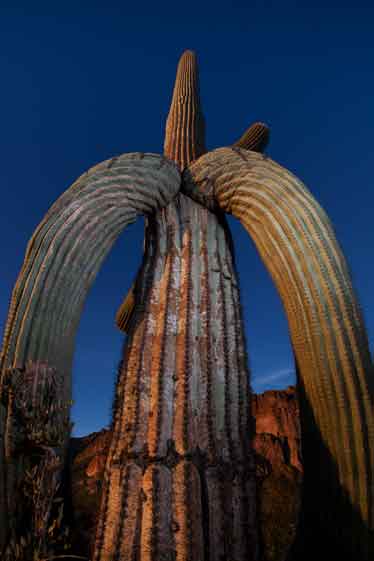 Saguaro cactus in the Superstition Mts., Arizona