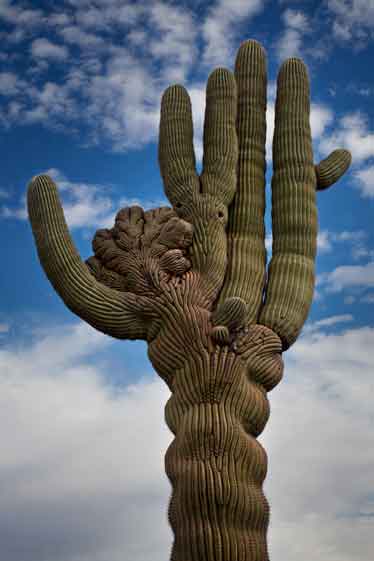 Saguaro cactus in Gold Canyon, Arizona