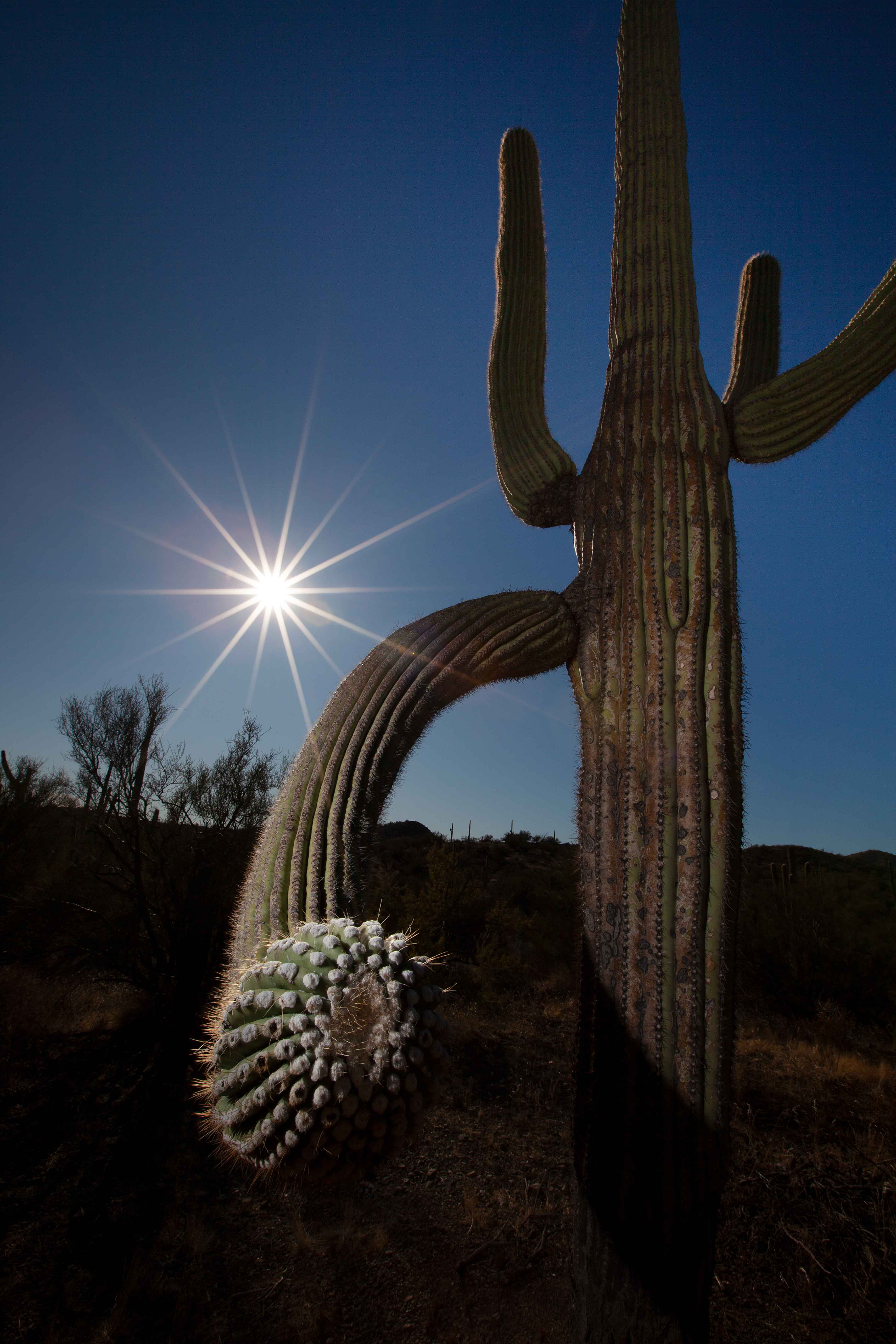 Saguaro cactus in the Superstition Mts. in the Arizona desert.