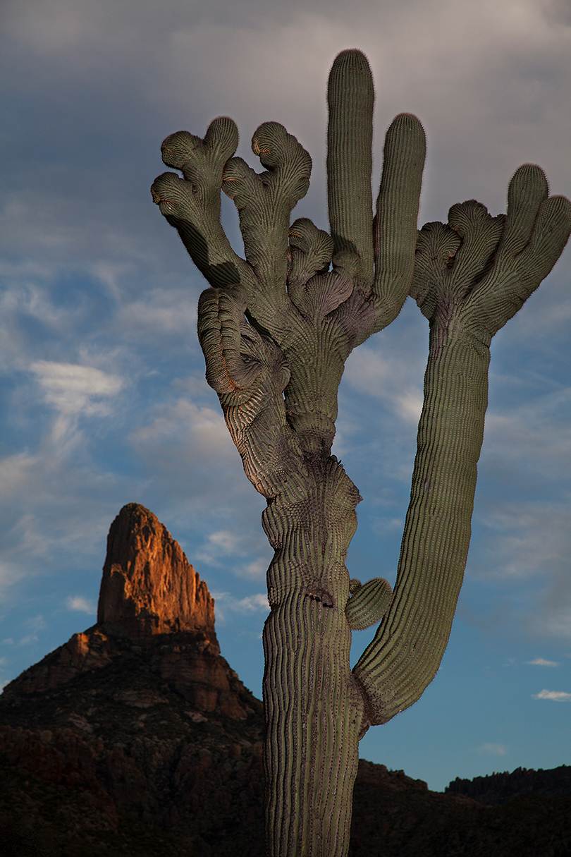 Crested sagauro cactus below Weaver's Needle in the Superstition Mts., Arizona