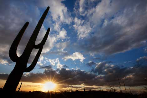 A saguaro cactus at sunset in the Superstition Mts. in the Arizona desert