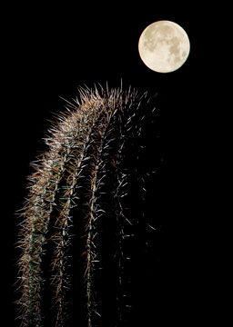 Full moon rising over a saguaro cactus in the Superstition Mts., Arizona