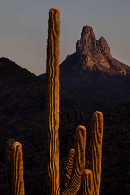 Saguaro beneath Weaver's Needle in the Superstition Mts., Arizona
