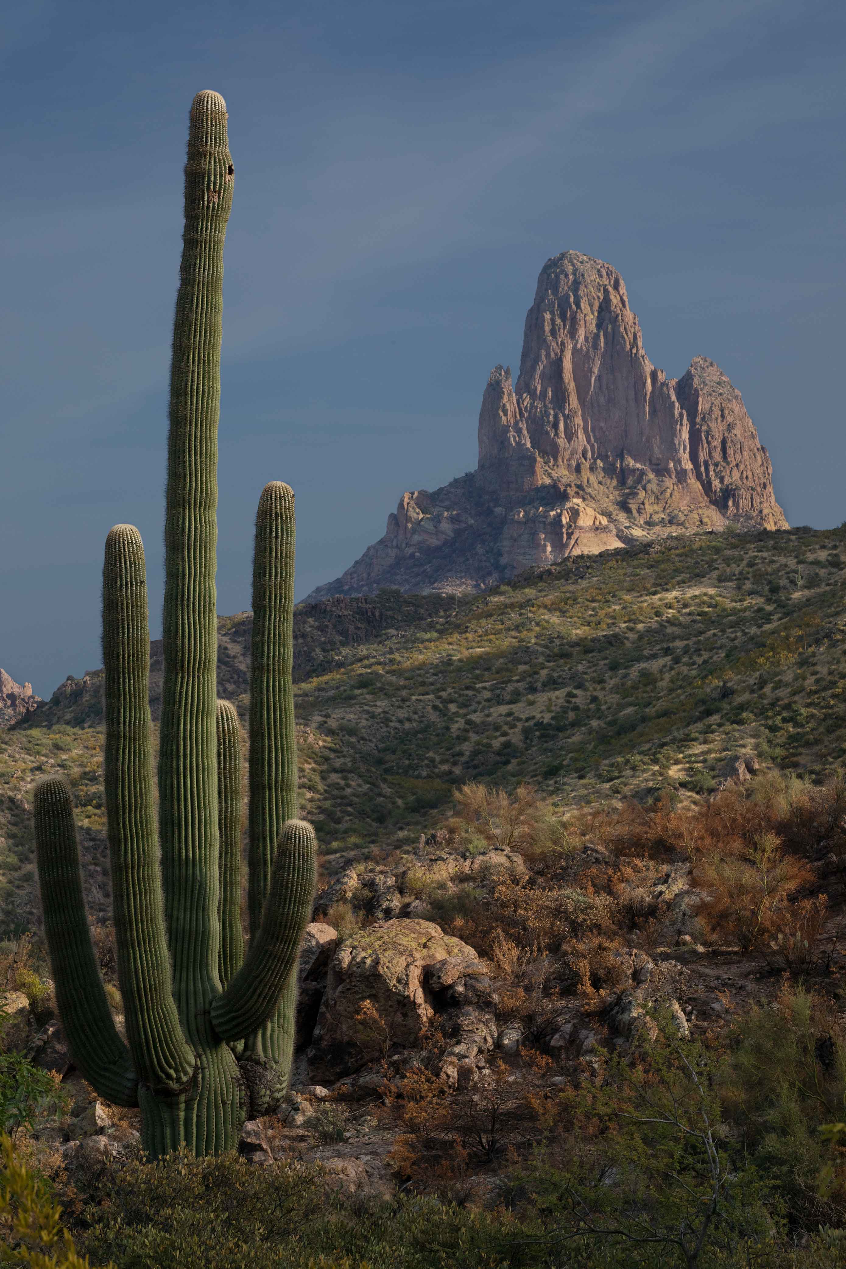 Saguaro cactus beneath Weaver's Needle in the Superstition Mts., Arizona