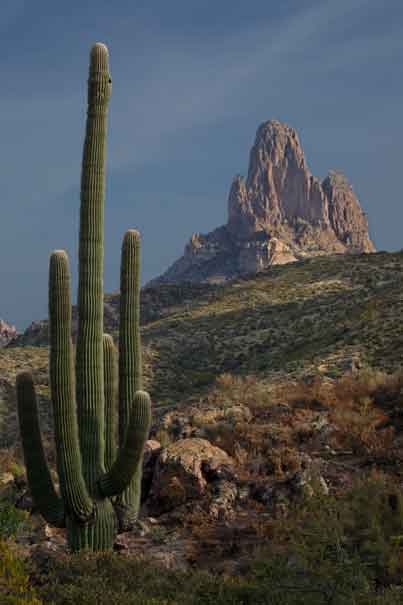 The Weaver's Needle rock formation looms over a saguaro cactus in the Superstition Mts. in the Arizona desert