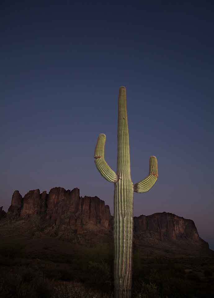 Saguaro in the Superstition Mts.