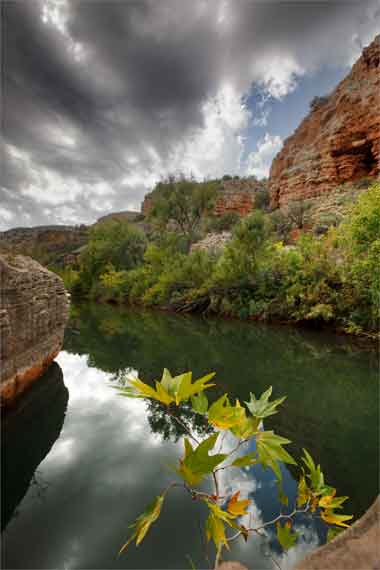 Sycamore sapling along Sycamore Creek, Arizona.