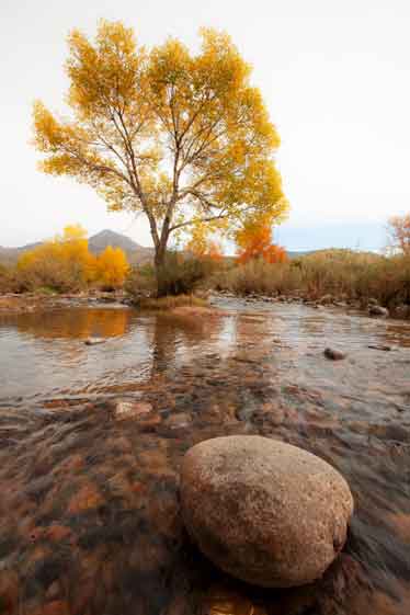 Autumn at Sycamore Creek in the Mazatzal Mts., Arizona
