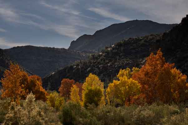 Autumn along Sycamore Creek in the Mazatzal Mts., Arizona.