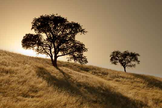The sun sets on oak trees on a grassy hillside in California's Tejon region.