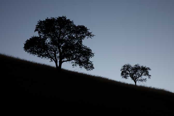 Twilight on a grassy, oak-covered hillside in California's Tejon region.