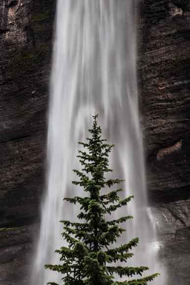 Pine tree beneath Bridal Veil Falls, Telluride, Colorado