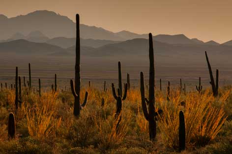 Sagauro cactus and ocotillo in the Tucson Mts. (Sagauro National Park West), Arizona