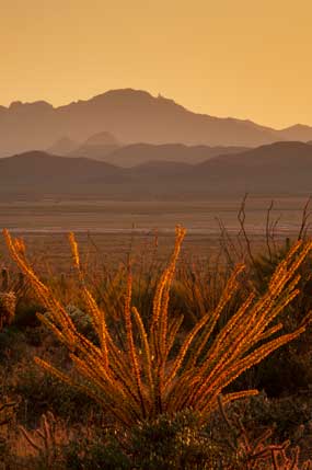 Ocotillo in the Tucson Mts. (Sagauro National Park West), Arizona