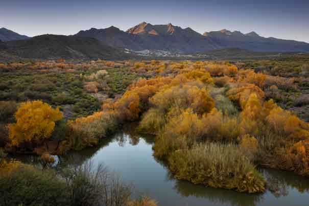 Trees with autumn colors along the Verde River in the Arizona desert