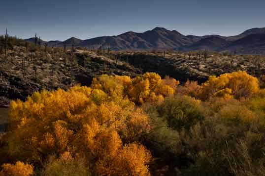 Trees with autumn colors on the Verde River beneath Horshoe Dam in the Arizona desert