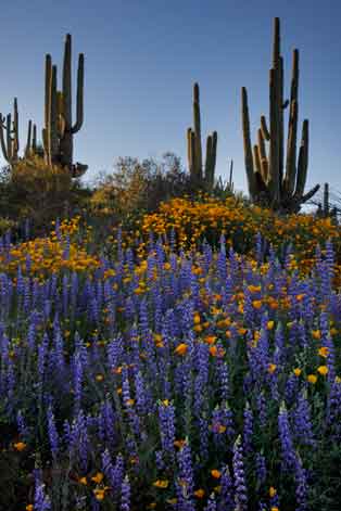 Lupins and Mexican Goldpoppies beneath saguaros along the Verde River between Horseshoe and Bartlett Lakes, Arizona.