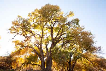 Large tree with autumn colors along the Verde River in the Arizona desert