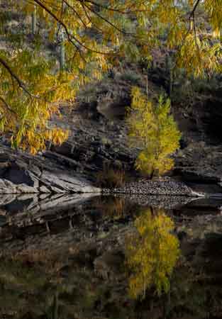 Trees with fall colors along the Verde River in the Arizona desert between Horseshoe and Bartlett Lakes.