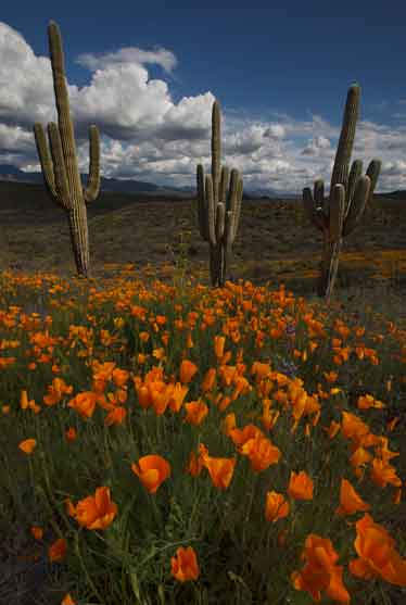 Saguaros surrounded by Mexican Goldpoppies in spring above the Verde River between Horseshoe and Bartlett Lakes, Arizona.