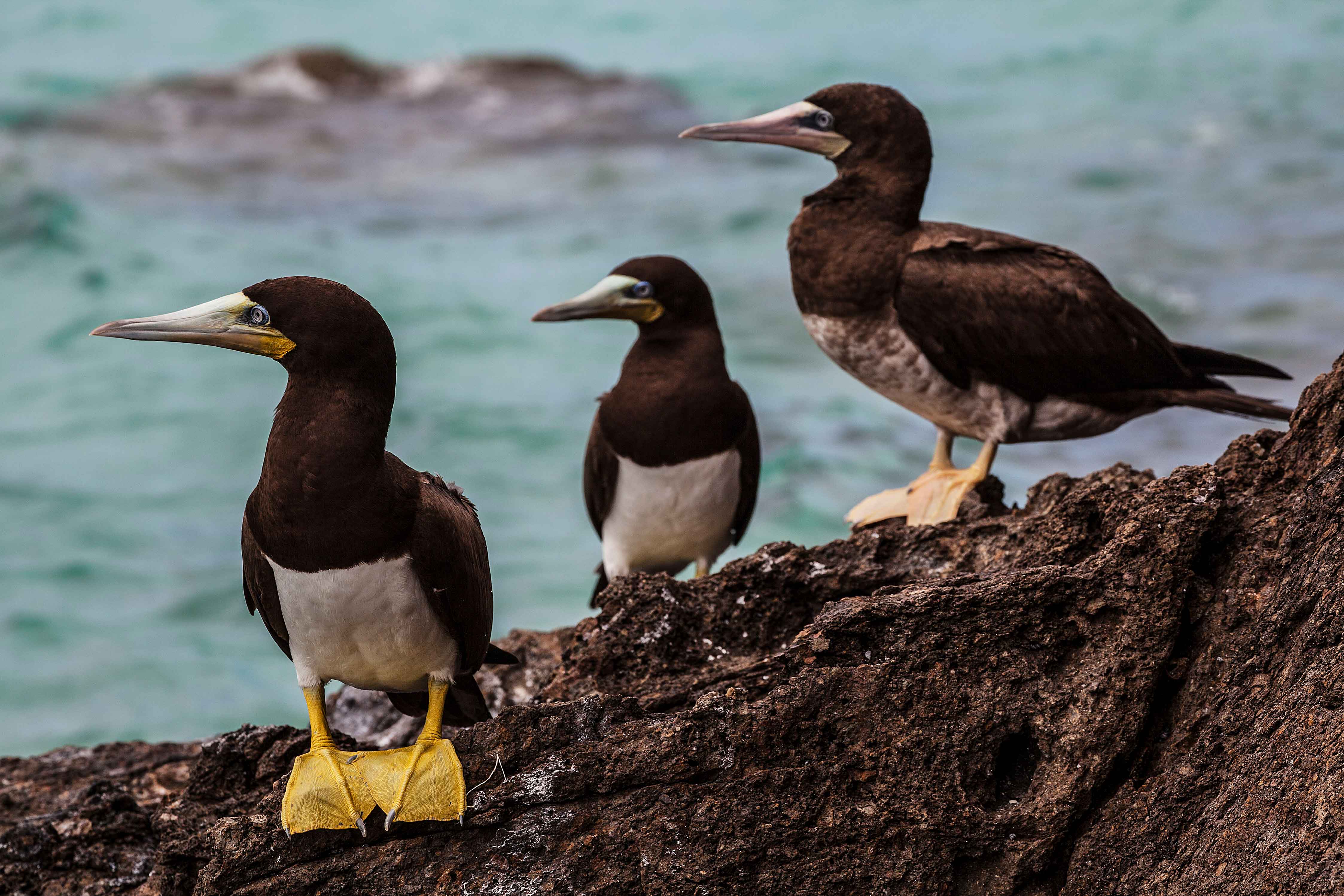 Sea Birds (Yellow-Footed Boobies) at St. Thomas in the Virgin Islands in the Caribbean Sea