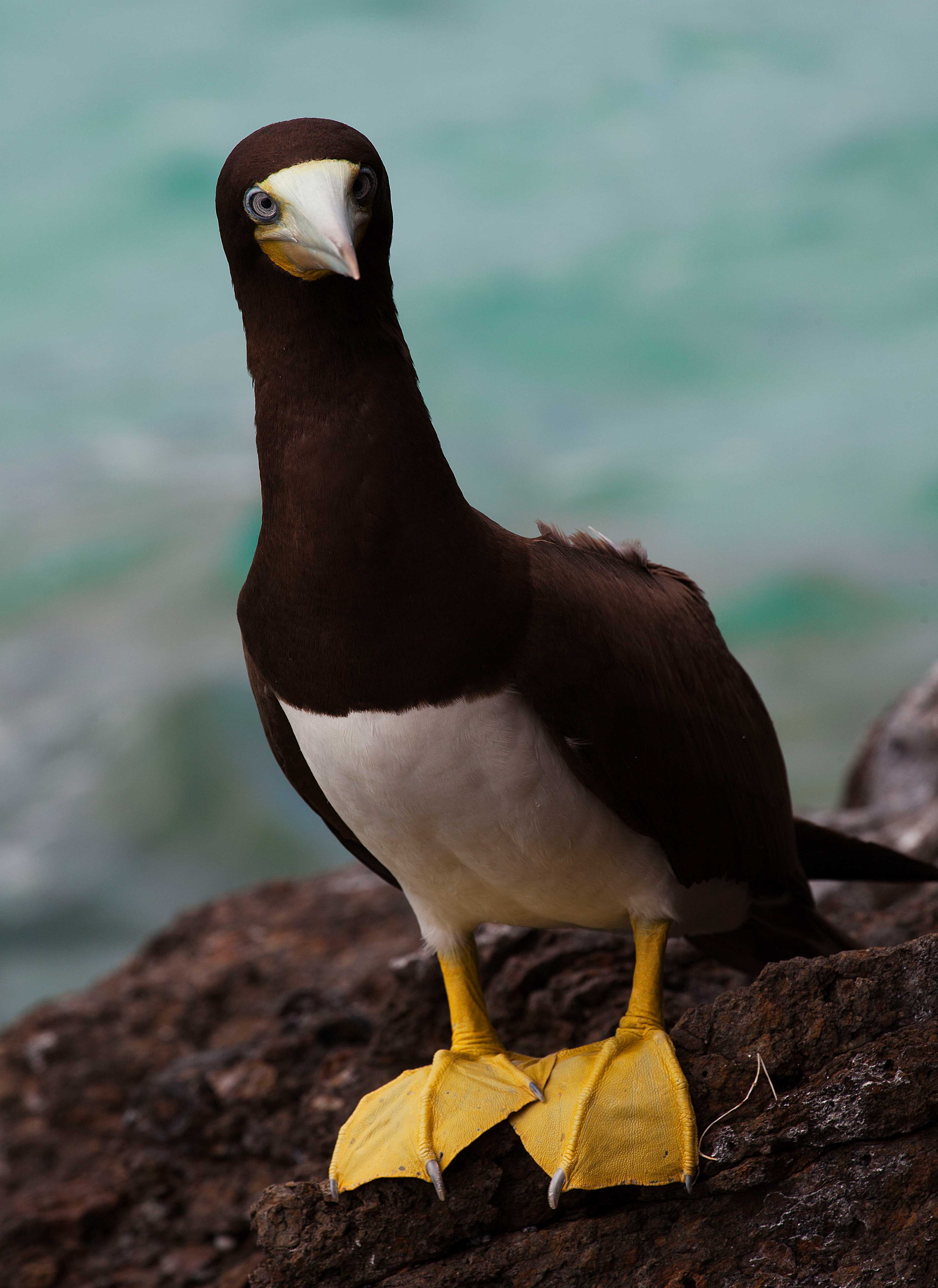Sea bird (Yellow-Footed Boobie) in St. Thomas in the Virgin Islands in the Caribbean Sea