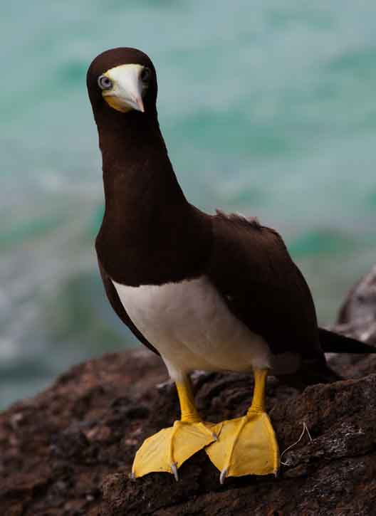 Bird (Boobie) in St. Thomas in the Virgin Islands