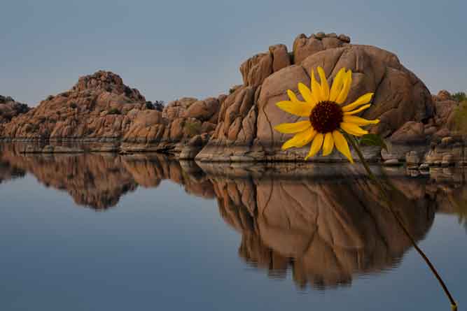 Wild sunflower and granite boulders at Watson Lake on the edge of Prescott, Arizona