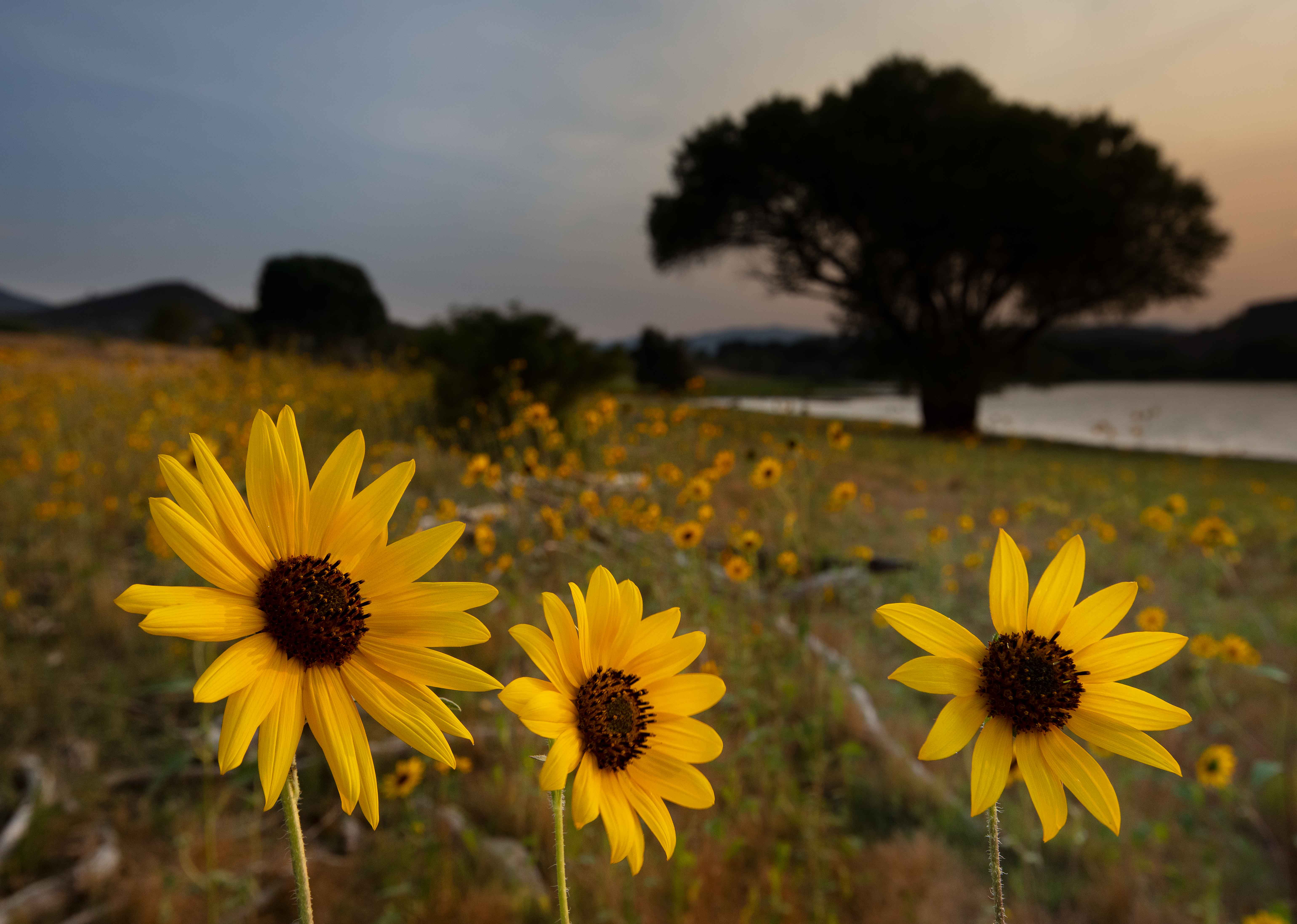 Wild sunflowers at Watson Lake on the edge of Prescott, Arizona