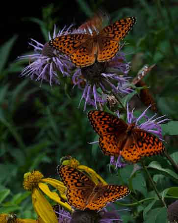 Fritillary (Speyeria atlantis) butterflies in the West Fork of Oak Creek, Arizona